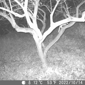 すぎぴたんの事件簿シーズン3　51話（リス？　違うなぁ？？）の画像