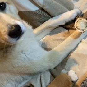 久しぶりの鹿角ガジガジの画像