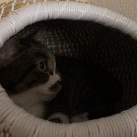 カメラ嫌いな猫の画像