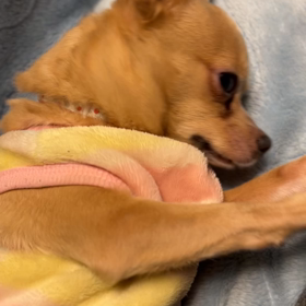 バンビの寝姿がかわいいの画像