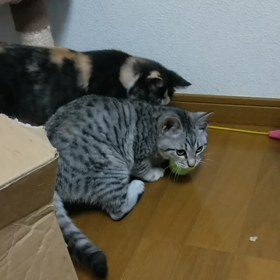 おもちゃ～～～の画像