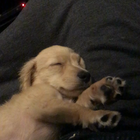 今日のワンコパート4。動画編の画像