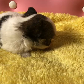 チワワ仔犬情報 U^ェ^U 【かんなベビー】の画像