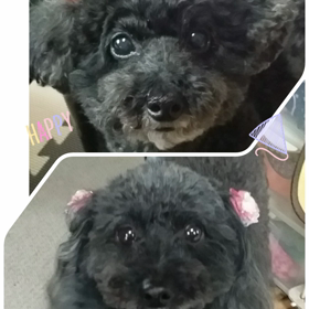 明けましておめでとうございます！の画像