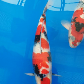 桃太郎昭和の画像