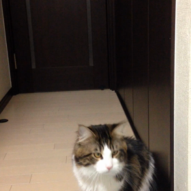 キャッチねこ ナッツん^_^♡の画像