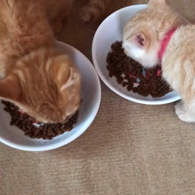 仲良くごはんタイムの画像