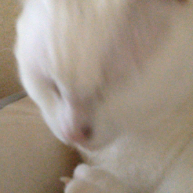 フガフガ音の画像