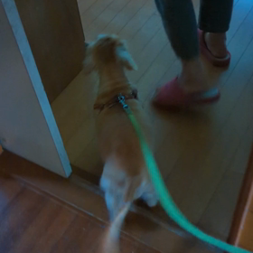 おばあちゃんにトマトをねだるセシルくんの画像