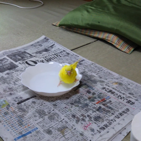 初めての水浴びの画像