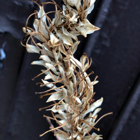 5月6日のこえの画像