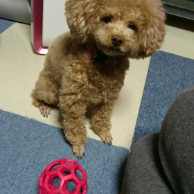 遊ぼうよぉの画像