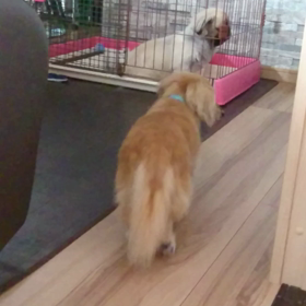 一緒に遊びたい！の画像