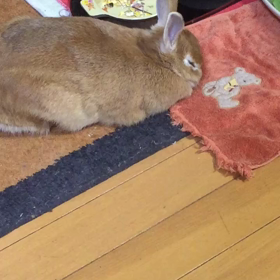 今日はひこの動画２本立て⌒(=◕ x ◕=)⌒　の画像