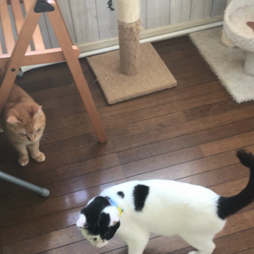 掃除機へっちゃら！里親様募集中(^^)の画像