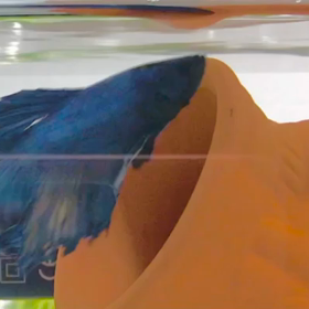 ナイト君、夕飯モグモグ生きててくれてありがとうの画像