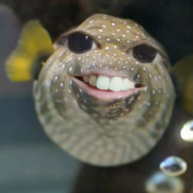 おもしろ。の画像