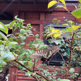 夏の終わりのはじまりの画像