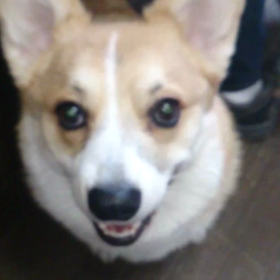 福の食事情の画像