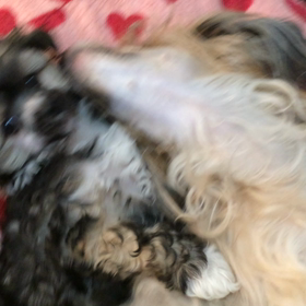 かぷかぷの画像