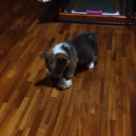 はじめてレオがうちにきた日のおはなしの画像