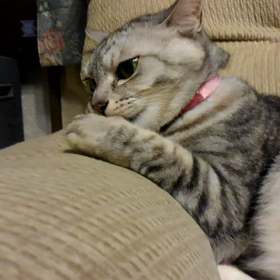 お静かに‥の画像