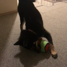 だん吉列車の画像