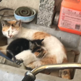 野良猫…の画像