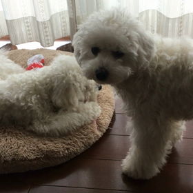 第2次歯ブラシブーム。vol.2の画像