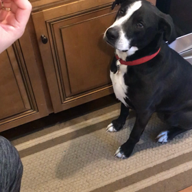 ばるちゃん、I Love You言えるようになった！の画像