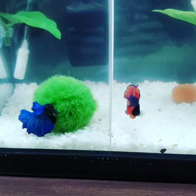 ケンカする前の画像