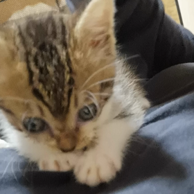 #ペロペロの画像