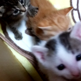 脱走大作戦の画像