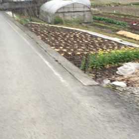 動画テストなのの画像