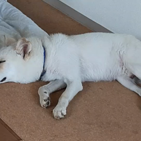 今日のシロくんの画像