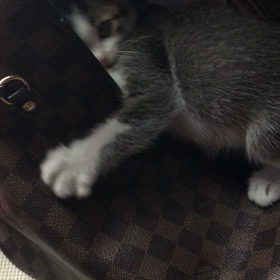 猫飼い始めたよの画像