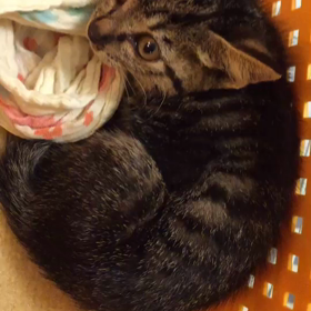 スタッフ様が緊急保護の画像