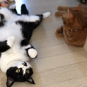 猫時間。の画像