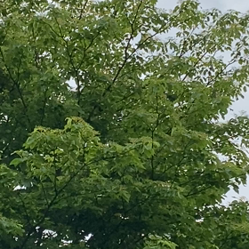 おちょやんと藤山寛美の画像