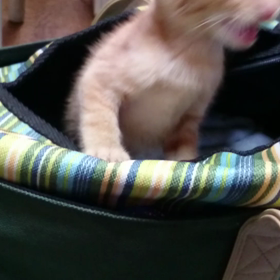 むぎっちゅ☆祝生後５ヶ月の画像