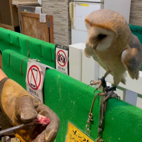 動物プロダクションの日常。の画像