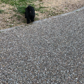 じゃれあいの画像