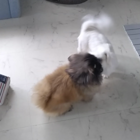 亜門 vs 百合　Round 2の画像