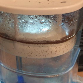 スミレヤッコの画像