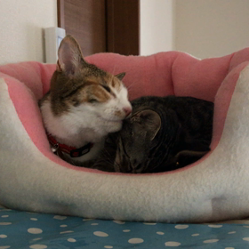 仲良し？の画像