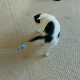 動けるDebu★の画像