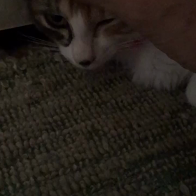 里親様募集中のサクちゃんの画像