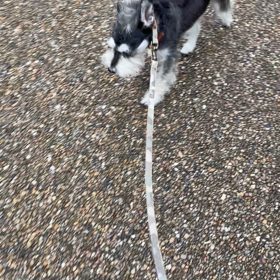 帰りはヨイヨイの画像