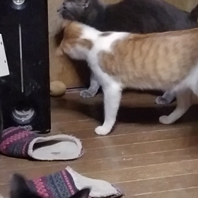 ゴロン ゴロンの画像