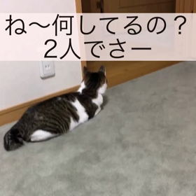 家族の朝食、羊毛フェルト、昨夜の3人の字幕付き面白動画。の画像